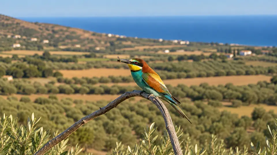 European Bee-eater