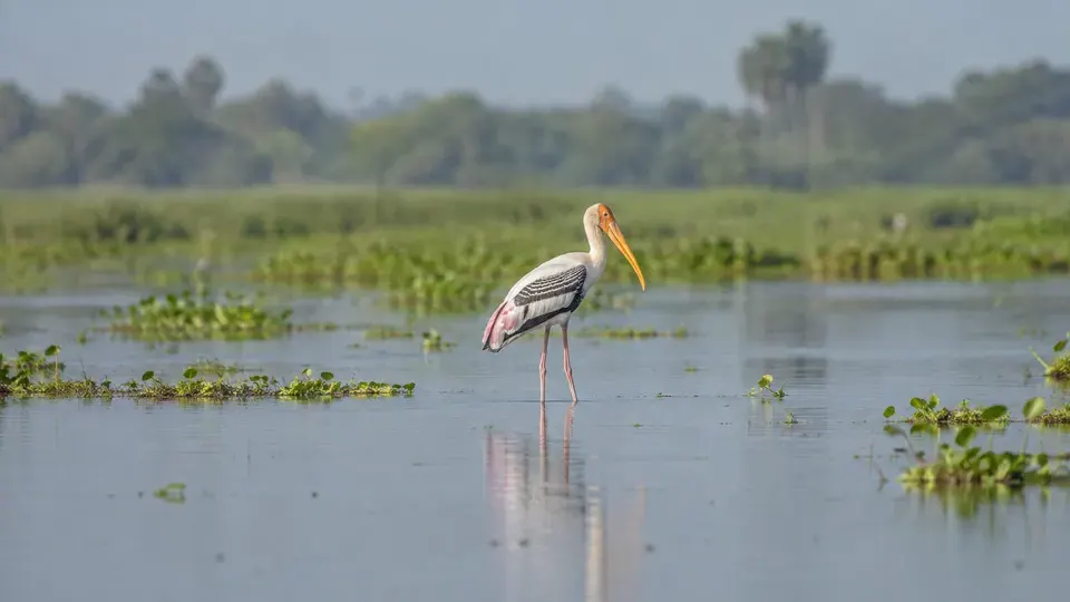 Painted Stork in its natural habitat, AI illustration