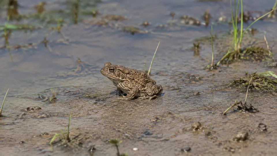 African Common Toad in its natural habitat, AI illustration