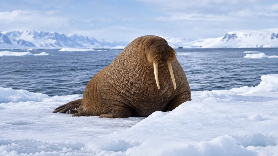 AI-generated illustration of Walrus