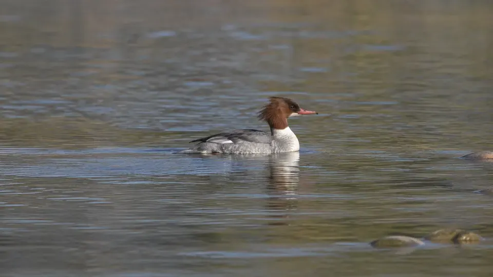 Common Merganser