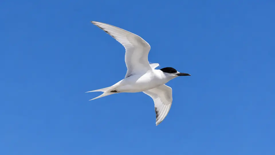 AI-generated illustration of White tern