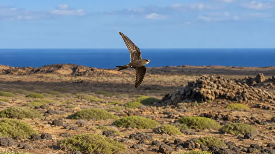 Alexander's Swift
