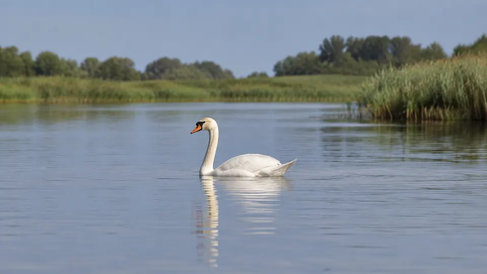 Mute Swan in its natural habitat, AI illustration