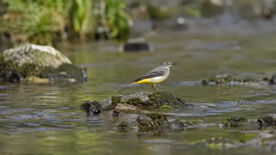 Grey Wagtail