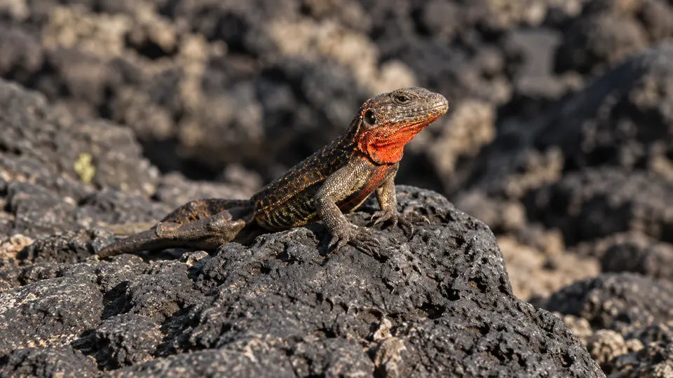 Galápagos Lava Lizard