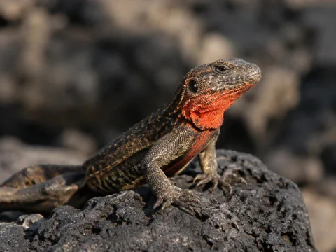 Galápagos Lava Lizard