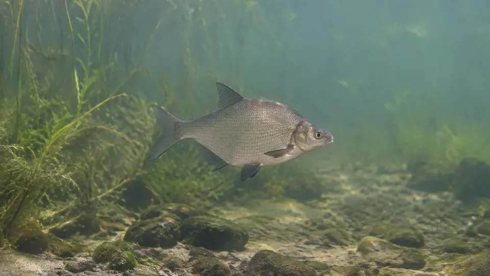 Common Bream