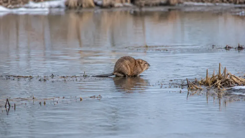 Muskrat