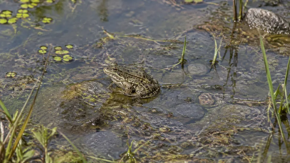 Northern Leopard Frog