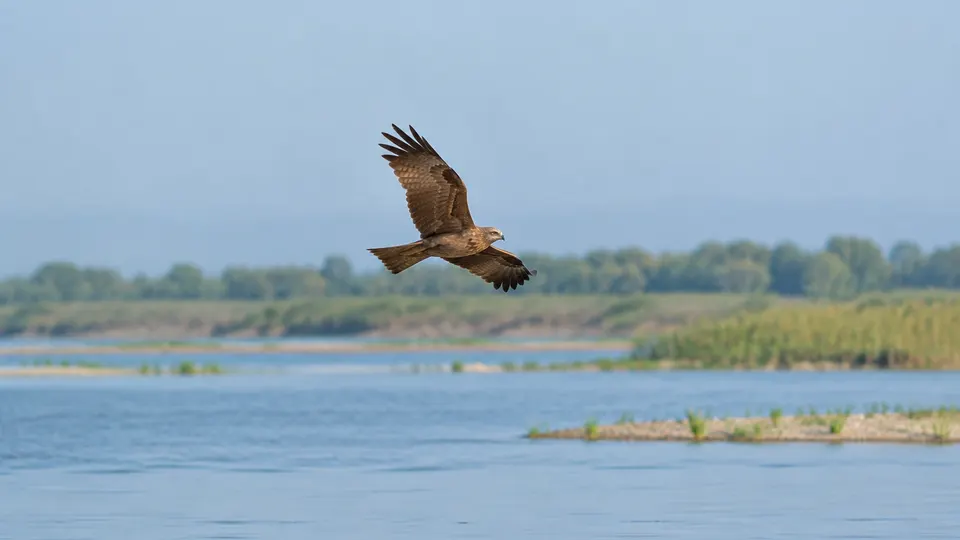 Black Kite