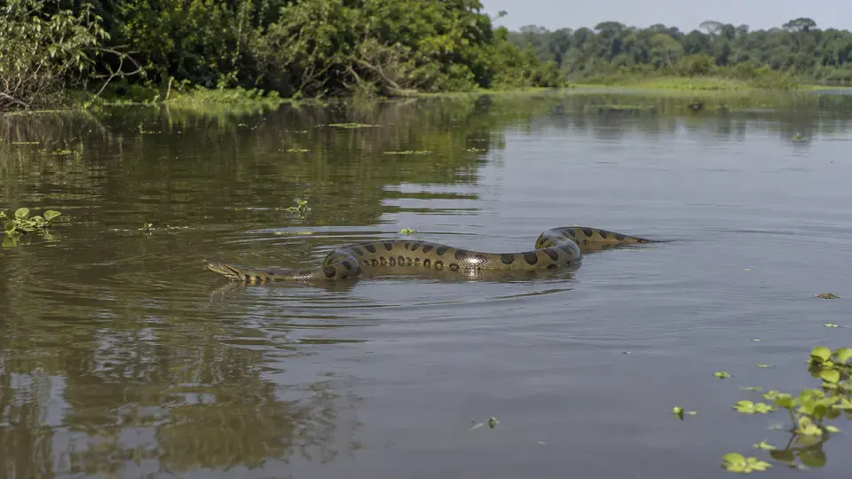 Green Anaconda