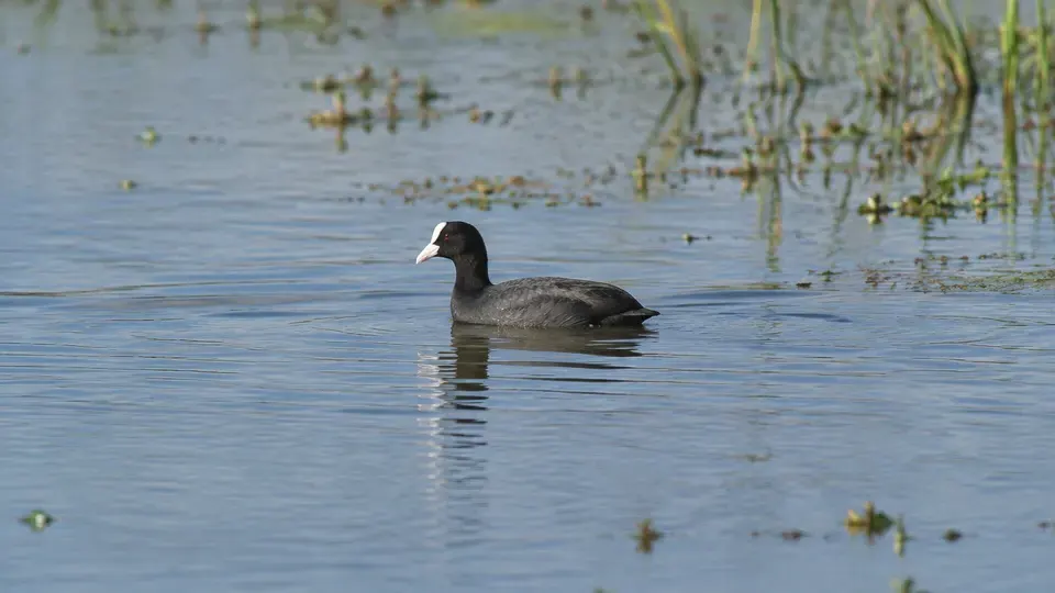 Eurasian Coot