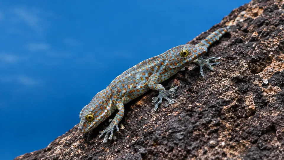 AI-generated illustration of Oceanic gecko
