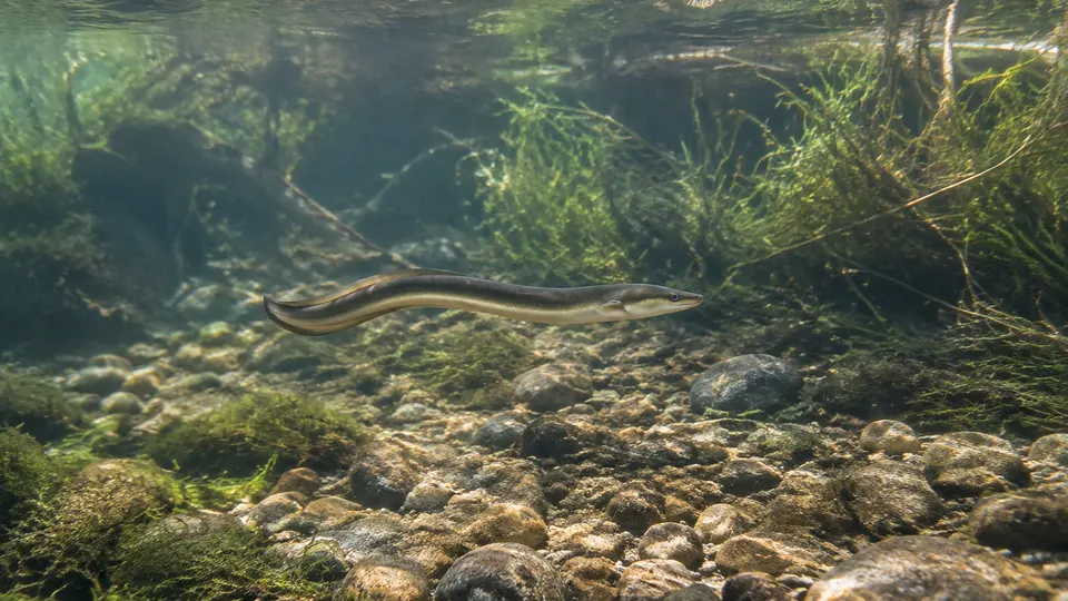 European Eel