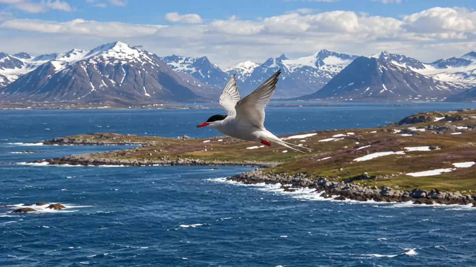 Arctic Tern