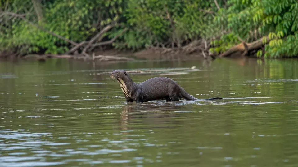 Giant Otter in its natural habitat, AI illustration