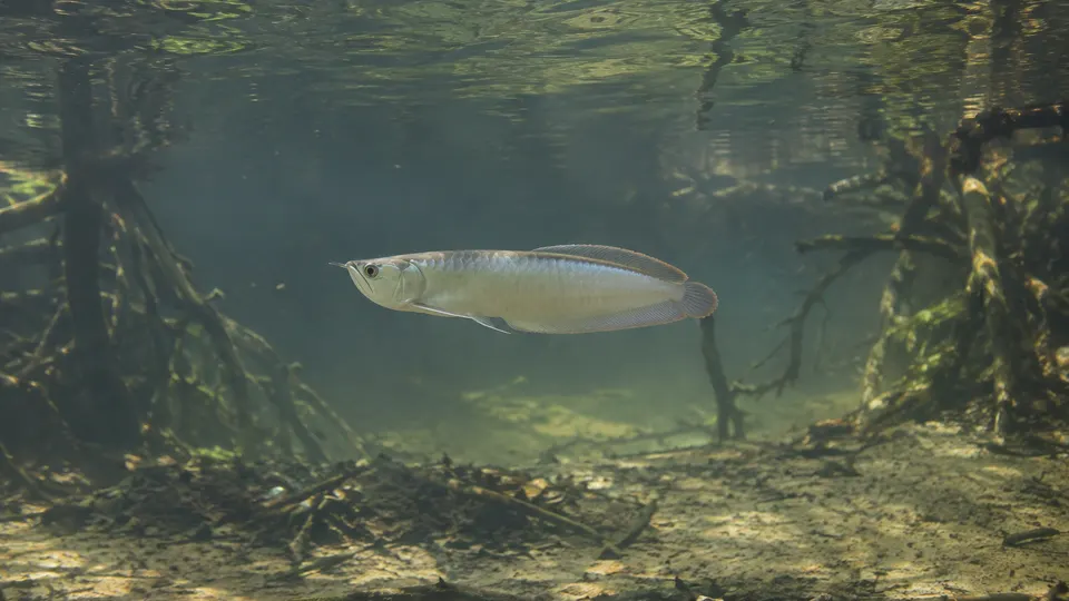 Silver Arowana