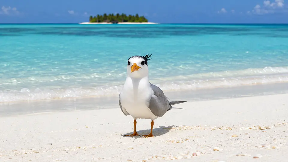Great crested tern