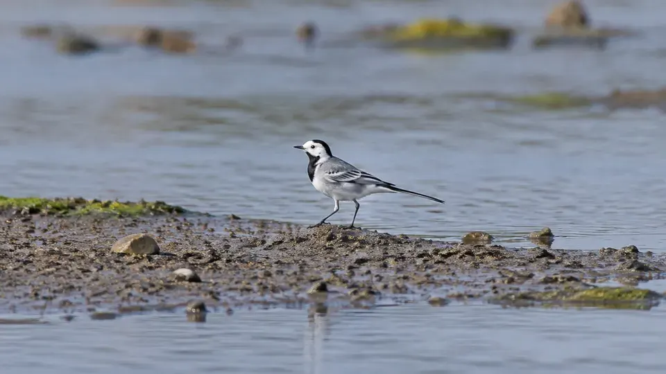 White Wagtail in its natural habitat, AI illustration