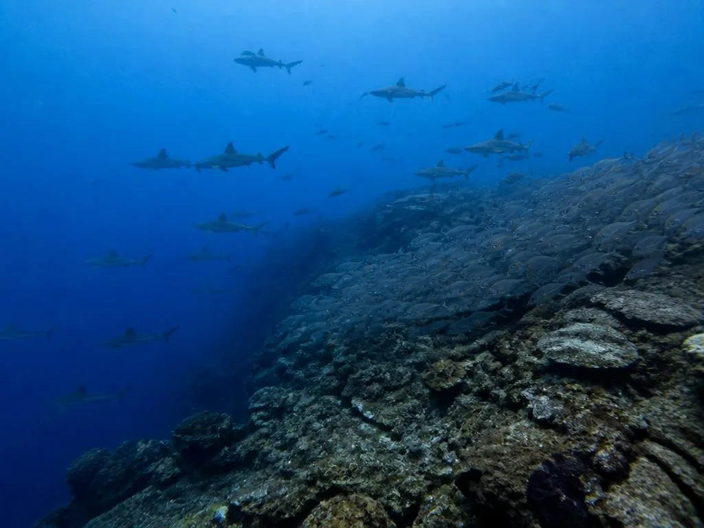 Micronesia (Palau) crucero de buceo