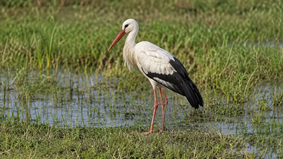 White Stork