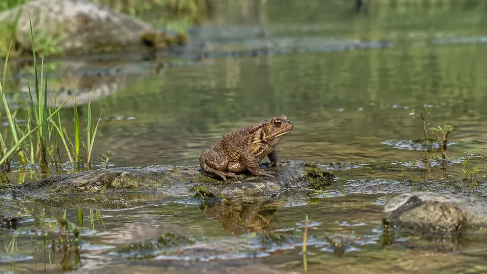Common Toad
