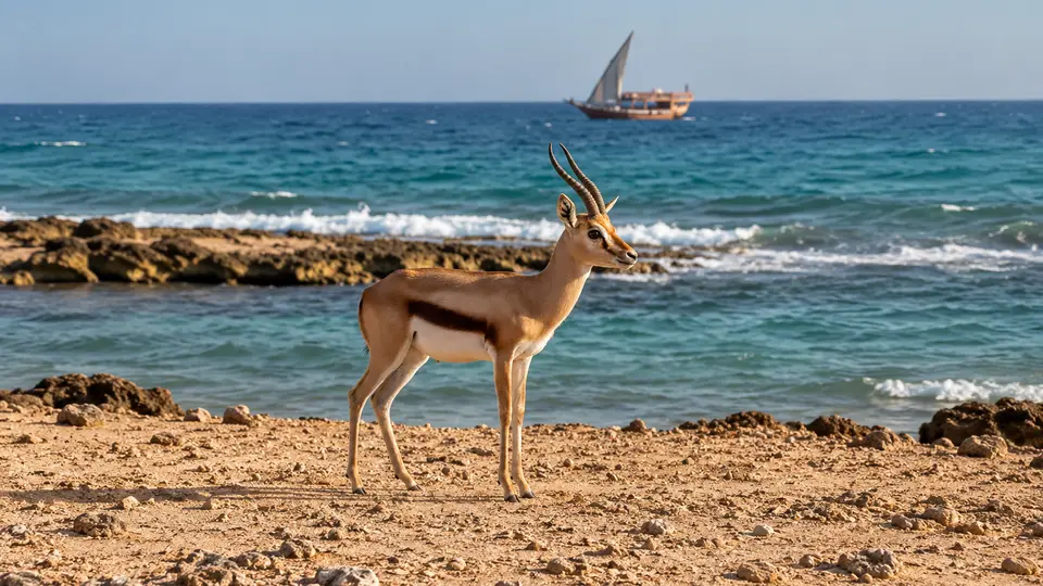 Dorcas Gazelle