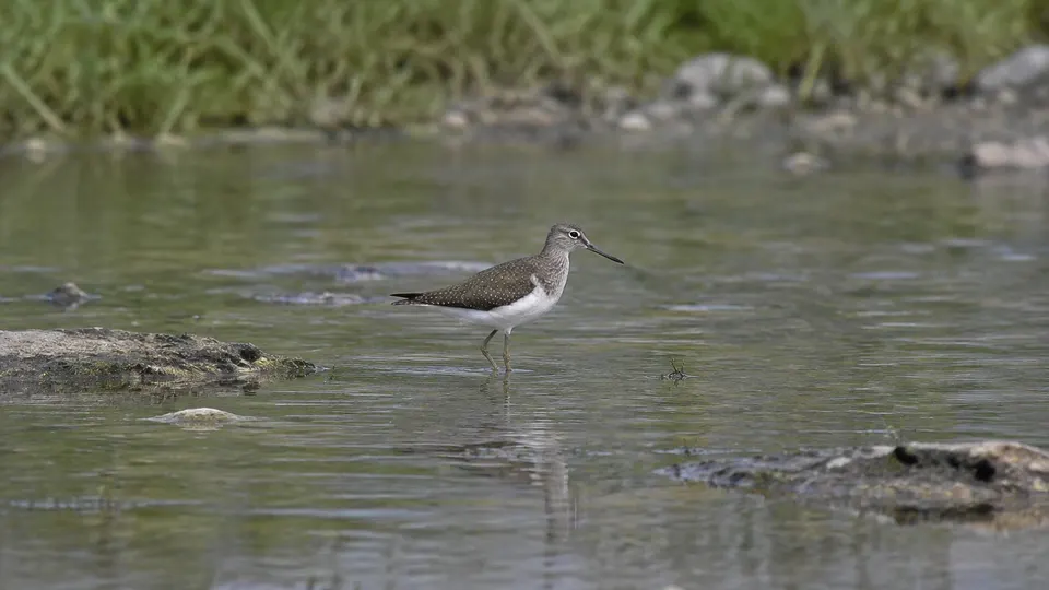 Green Sandpiper