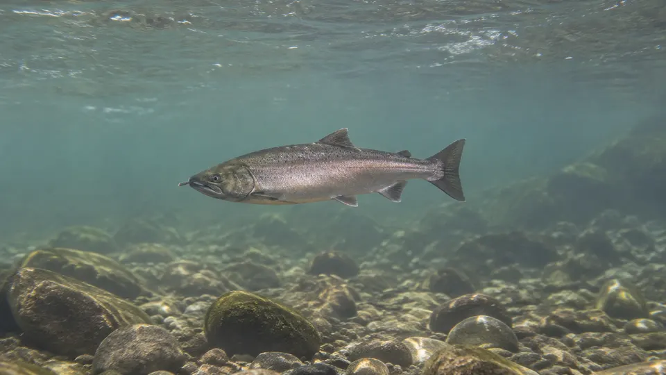 Chinook Salmon