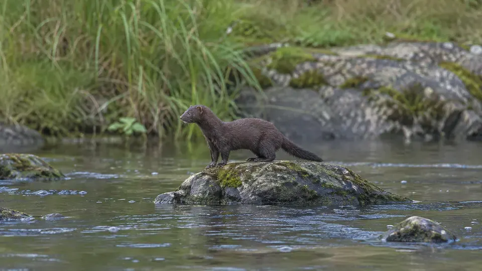 American Mink