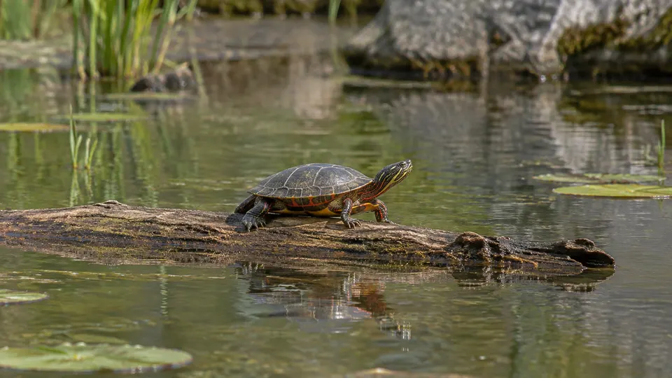 Painted Turtle