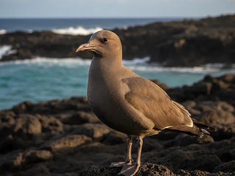 Lava Gull