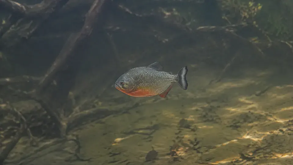 Red-bellied Piranha