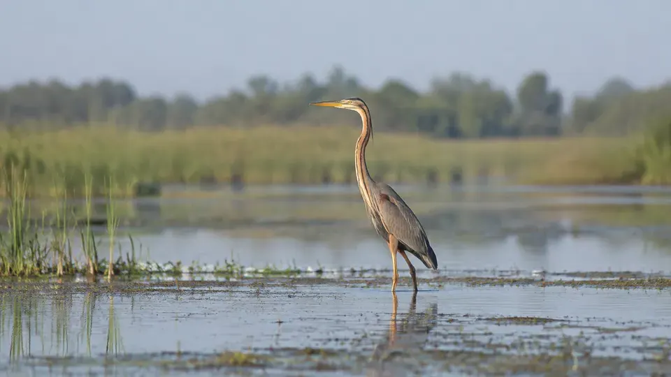 Purple Heron in its natural habitat, AI illustration