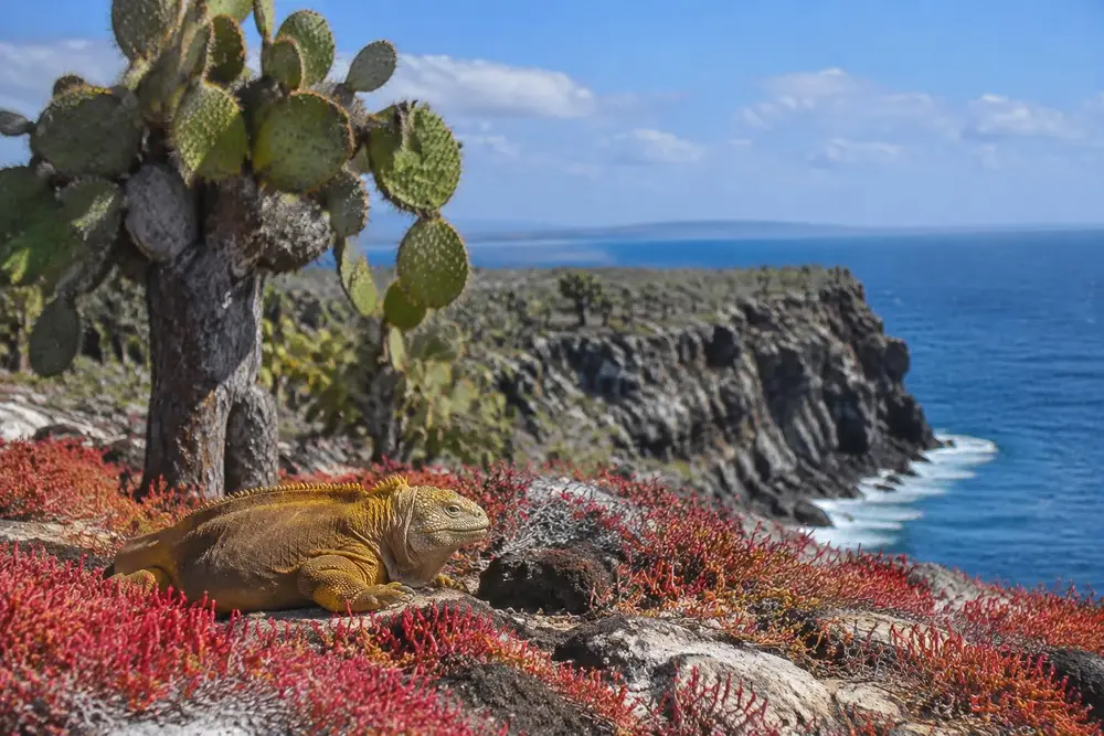 AI-generated photo of a land iguana among red sesuvium and cactus on South Plaza