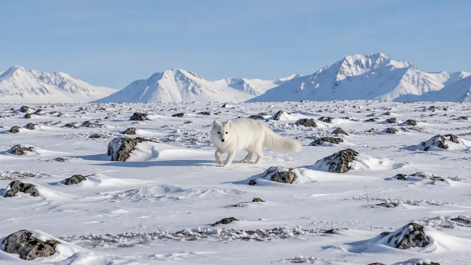 Arctic Fox