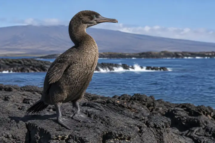 Flightless Cormorant
