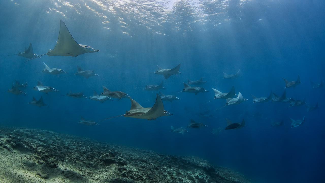 Schoolvormende mobula's in de Zee van Cortez