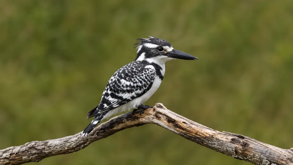 Pied Kingfisher in its natural habitat, AI illustration