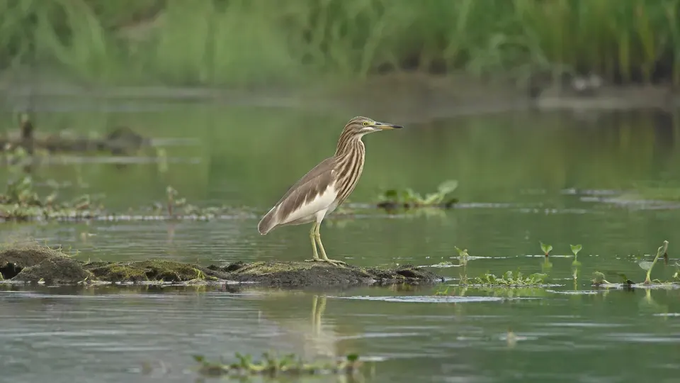 Chinese Pond Heron