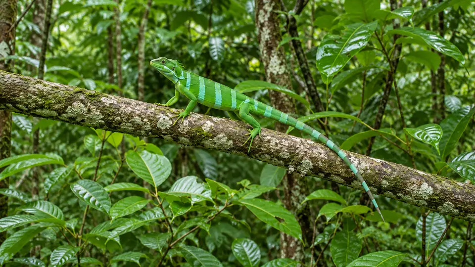 Central Fijian banded iguana