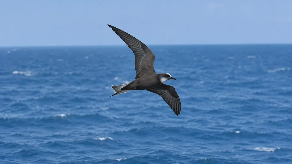 Sooty tern