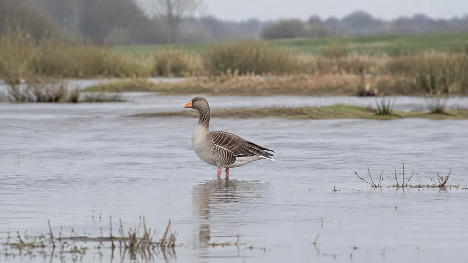 Greylag Goose in its natural habitat, AI illustration