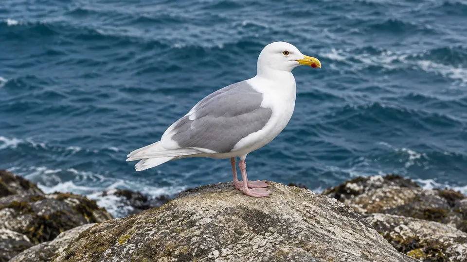 Glaucous-winged Gull in its natural habitat, AI illustration