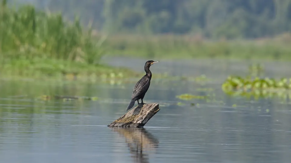 Little Cormorant