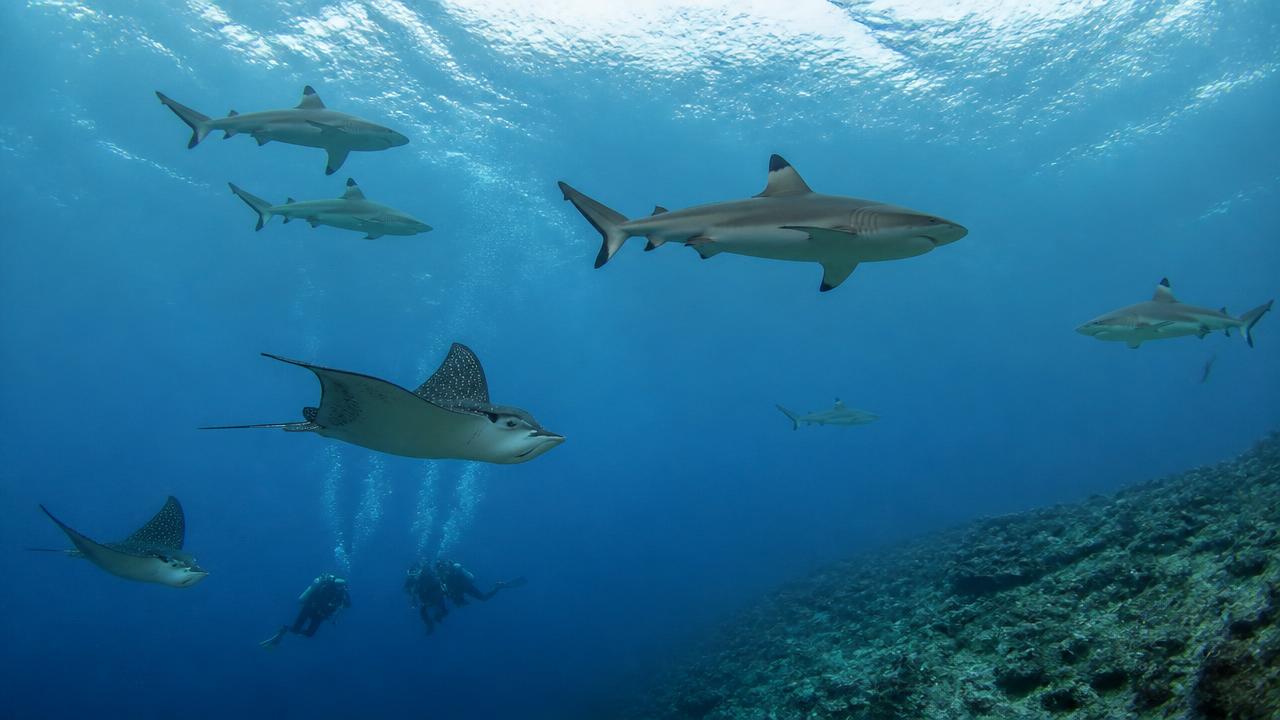 フヴァドゥーの水路のサメ
