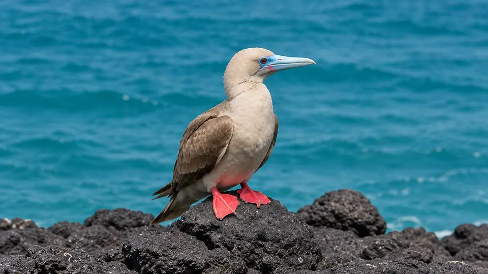 Red-footed Booby