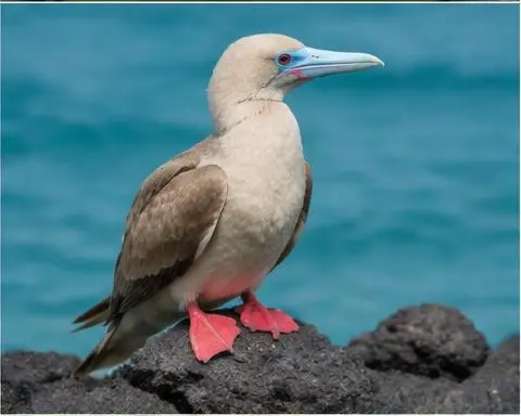 Red-footed Booby