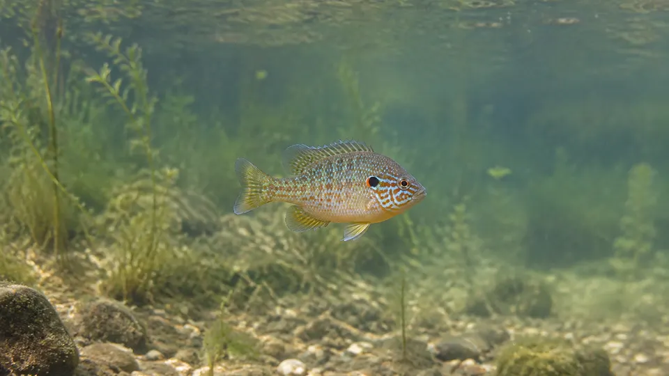 Pumpkinseed in its natural habitat, AI illustration